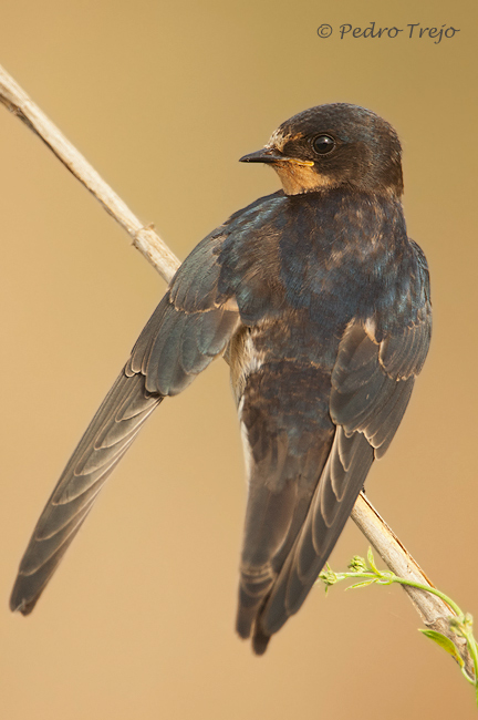 Golondrina comun (Hirundo rustica)